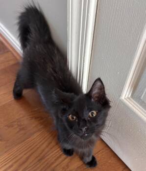 Fluffy -  Domestic Medium Hair Cat for Adoption in Frederick, Maryland - Fluffy | PetCurious