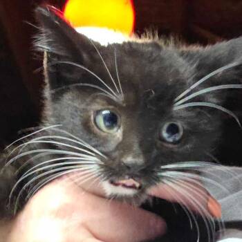 Domestic Short Hair Cats Available for Adoption in Hanna City, Illinois - Bazooka Joe | PetCurious