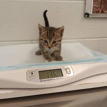 Loona -  Domestic Short Hair Cat for Adoption in Chattanooga, Tennessee - Loona | PetCurious