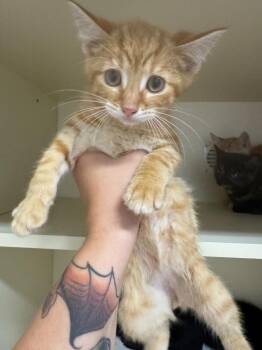 Salut -  Domestic Short Hair Cat for Adoption in Bloomington, Indiana - Salut | PetCurious