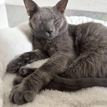 Tony -  Russian Blue Cat for Adoption in Baytown, Texas - Tony | PetCurious