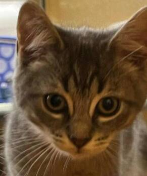 Leona -  Domestic Short Hair Cat for Adoption in Hazlet, New Jersey - Leona | PetCurious