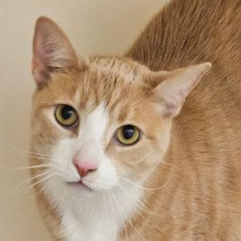 Rescue Domestic Short Hair Cats for Adoption in Zanesville, Ohio - Archie | PetCurious