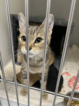 ZENNA -  Domestic Short Hair Cat for Adoption in Palmetto, Florida - ZENNA | PetCurious