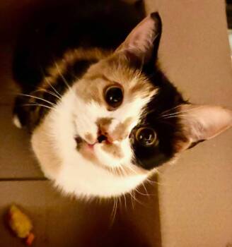 Rescue Domestic Short Hair Cats for Adoption in Cincinnati, Ohio - Sissy | PetCurious