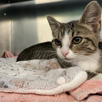 Nutmeg -  Domestic Short Hair Cat for Adoption in Dayton, Ohio - Nutmeg | PetCurious
