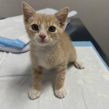 Charlie -  Domestic Short Hair Cat for Adoption in Tampa, Florida - Charlie | PetCurious