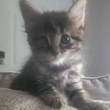 Domestic Medium Hair Cats Available for Adoption in Liverpool, Texas - Layla | PetCurious