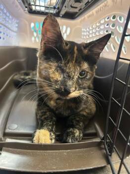 Rescue Domestic Short Hair Cats for Adoption in Stockton, California - WENDY | PetCurious
