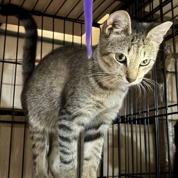 Niko -  Domestic Short Hair Cat for Adoption in Bridgeport, Connecticut - Niko | PetCurious