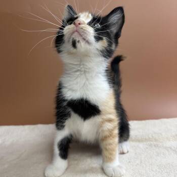 Katia -  Domestic Medium Hair Cat for Adoption in San Antonio, Texas - Katia | PetCurious