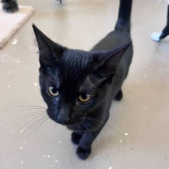 Dots -  Domestic Short Hair Cat for Adoption in San Pablo, California - Dots | PetCurious