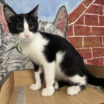 Dustin -  Domestic Short Hair Cat for Adoption in Laredo, Texas - Dustin | PetCurious