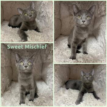 Sweet Mischief -  Domestic Short Hair Cat for Adoption in Windy Hills, Kentucky - Sweet Mischief | PetCurious