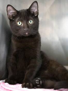 Binx -  Domestic Short Hair Cat for Adoption in Monroe, Georgia - Binx | PetCurious