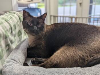 Laszlo -  Tonkinese Cat for Adoption in Neffsville, Pennsylvania - Laszlo | PetCurious