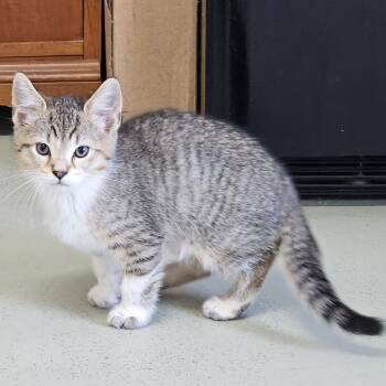 Yale -  Domestic Short Hair Cat Available for Adoption in Toledo, Ohio - Yale | PetCurious