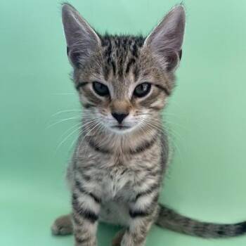 Dinner -  Domestic Short Hair Cat for Adoption in Philadelphia, Pennsylvania - Dinner | PetCurious