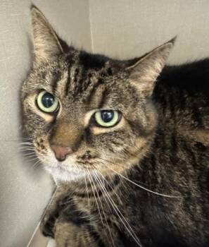 Stella -  Domestic Short Hair Cat for Adoption in Erin, Ontario - Stella | PetCurious