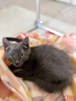 Domestic Short Hair Cats Available for Adoption in Las Vegas, Nevada - Newton | PetCurious