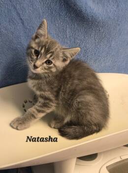 Rescue Domestic Short Hair Cats for Adoption in Cedar Rapids, Iowa - Natasha | PetCurious