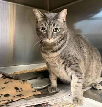 Dakota -  Domestic Short Hair Cat for Adoption in Bridgewater, New Jersey - Dakota | PetCurious