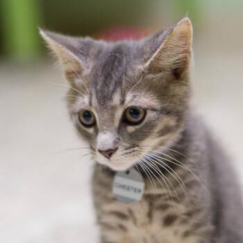 Chester -  Domestic Short Hair Cat for Adoption in Hot Springs, Arkansas - Chester | PetCurious