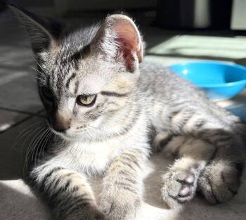 Stripey -  Domestic Short Hair Cat for Adoption in Ventura, California - Stripey | PetCurious