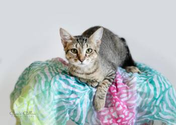 Sabrina -  Domestic Short Hair Cat for Adoption in Birmingham, Alabama - Sabrina | PetCurious
