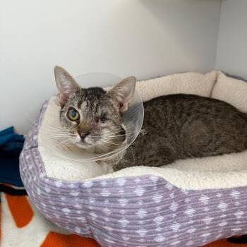 Domestic Short Hair Cats Available for Adoption in Port Richey, Florida - Midna | PetCurious