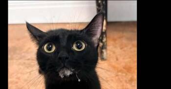 KiKi -  Domestic Short Hair Cat for Adoption in Bolivar, Missouri - KiKi | PetCurious