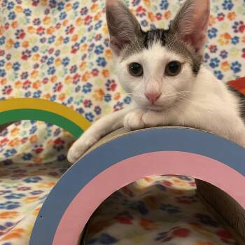 Rescue Tabby Cats for Adoption in Spring, Texas - Rudy - Riley Fuzzel FH CC | PetCurious