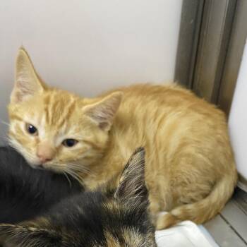 Beetle -  American Shorthair and Domestic Short Hair Cat for Adoption in Franklin, North Carolina - Beetle | PetCurious