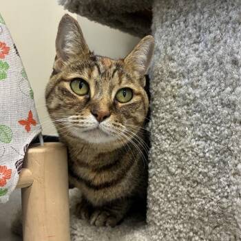 Dream -  Domestic Short Hair Cat for Adoption in La Grange, Kentucky - Dream | PetCurious