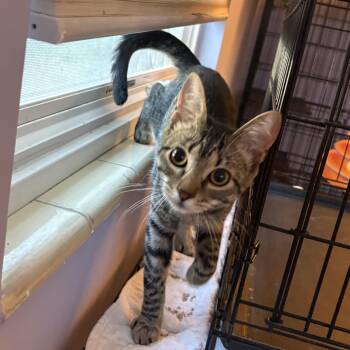 Domestic Short Hair Cats Available for Adoption - Kee-Yee | PetCurious
