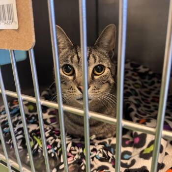 Alamo -  Domestic Short Hair Cat for Adoption in South Haven, Michigan - Alamo | PetCurious