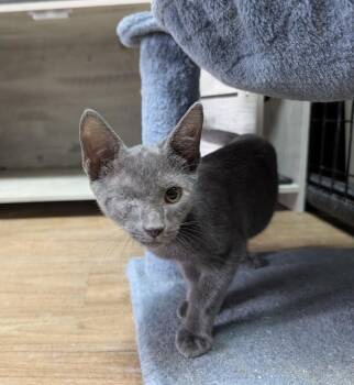 Sundance 6.9.26 -  Domestic Short Hair and Russian Blue Cat for Adoption in Apopka, Florida - Sundance 6.9.26 | PetCurious