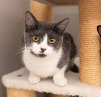 Domestic Short Hair Cats Available for Adoption in Los Angeles, California - Honeydew | PetCurious