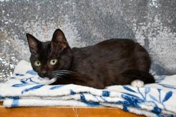 Pepe le Pew -  Domestic Short Hair Cat for Adoption in Yakima, Washington - Pepe Le Pew | PetCurious