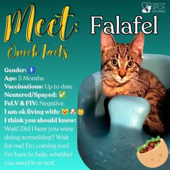 Falafel -  Domestic Short Hair Cat for Adoption in Fulton, New York - Falafel | PetCurious