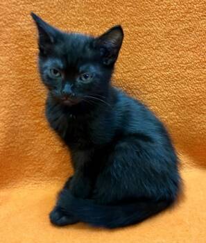 Rescue Domestic Short Hair Cats for Adoption in Columbia, South Carolina - Royal | PetCurious
