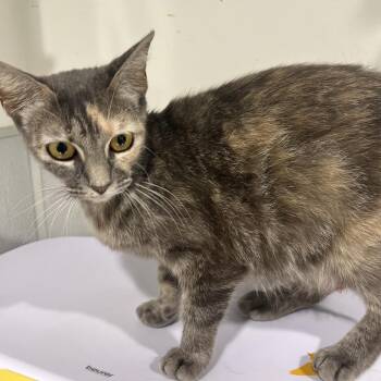 Viola -  Domestic Short Hair Cat Available for Adoption in Tampa, Florida - Viola | PetCurious