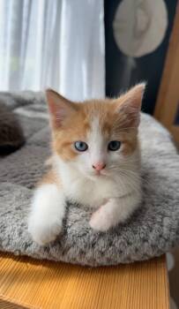 Potato Salad -  Domestic Medium Hair Cat for Adoption in Crystal Lake, Illinois - Potato Salad | PetCurious