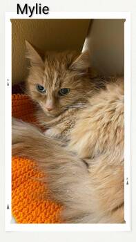 Domestic Medium Hair Cats Available for Adoption - Mylie | PetCurious