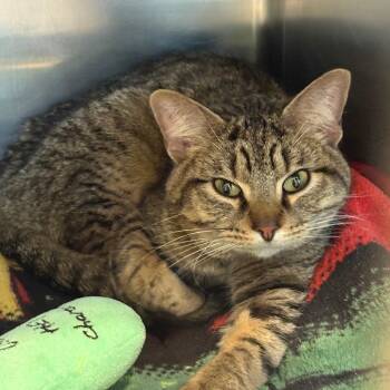 Domestic Short Hair Cats Available for Adoption in Matteson, Illinois - Todd | PetCurious