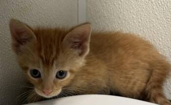 Skittles -  Domestic Short Hair Cat for Adoption in St. Cloud, Minnesota - Skittles | PetCurious