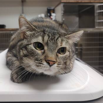 Rescue Domestic Short Hair Cats for Adoption in Ottawa, Kansas - Junebug | PetCurious