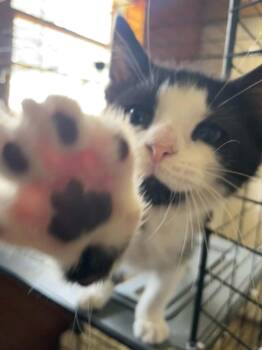 Domestic Short Hair Cats Available for Adoption in West Peoria, Illinois - Pablo S. | PetCurious
