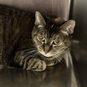 Sassy -  Domestic Short Hair Cat for Adoption in Chattanooga, Tennessee - Sassy | PetCurious