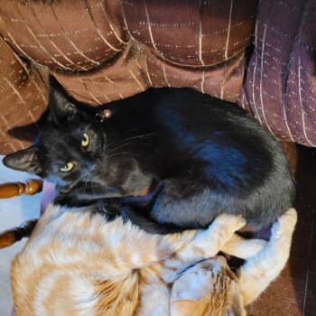 Rescue Bombay Cats for Adoption in Toledo, Oregon - Sophie | PetCurious